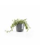 Amsterdam Mini small pot 10 Grey Small pots