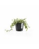 Amsterdam Mini small pot 10 Dark Grey Small pots