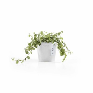 Amsterdam Mini small pot 10 Pure White