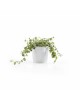 Amsterdam Mini small pot 10 Pure White Small pots