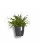 Hanging pot Amsterdam Wall Dark Grey Amsterdam wall pot