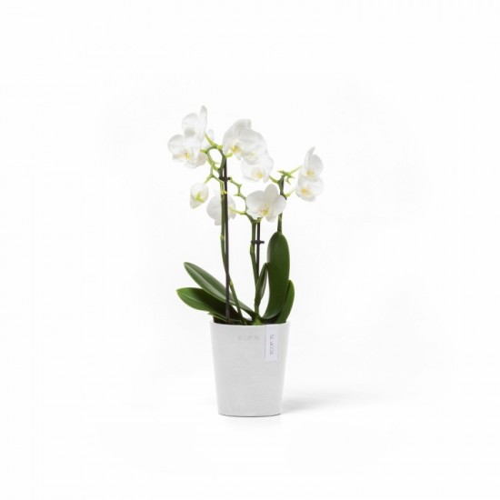 Morinda orchid pot 11 Pure White Small pots