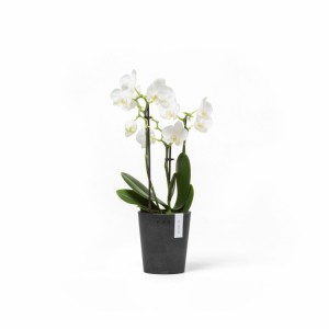 Morinda orchid pot 11 Dark Grey