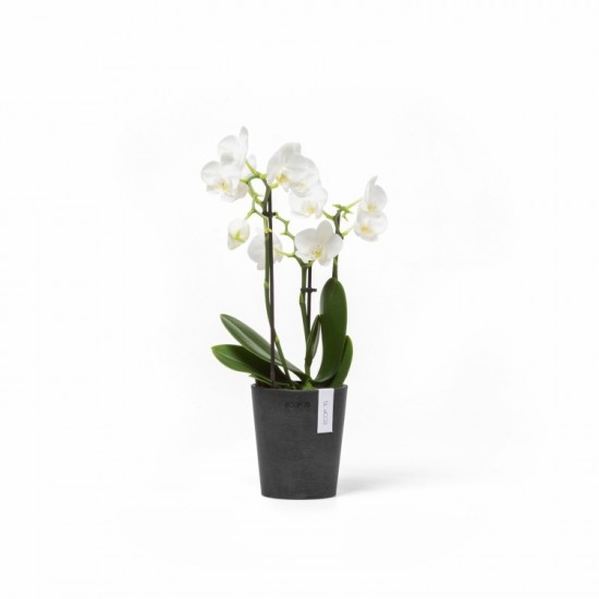 Morinda orchid pot 11 Dark Grey Small pots