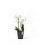 Morinda orchid pot 11 Dark Grey Small pots