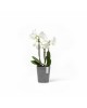 Morinda orchid pot 11 Grey Small pots