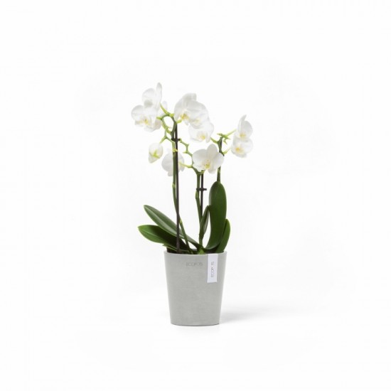 Morinda orchid pot 11 White Grey Small pots