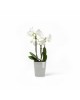 Morinda orchid pot 11 White Grey Small pots