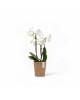 Morinda orchid pot 11 Terracotta Small pots