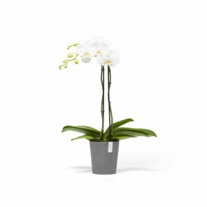 Morinda orchid pot 14 Grey