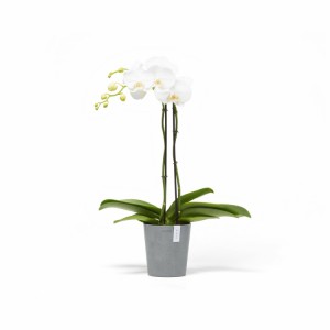 Morinda orchid pot 14 Blue Grey