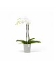 Morinda orchid pot 14 White Grey Small pots