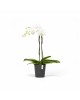 Morinda orchid pot 14 Dark Grey Small pots