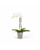 Morinda orchid pot 14 Taupe Small pots