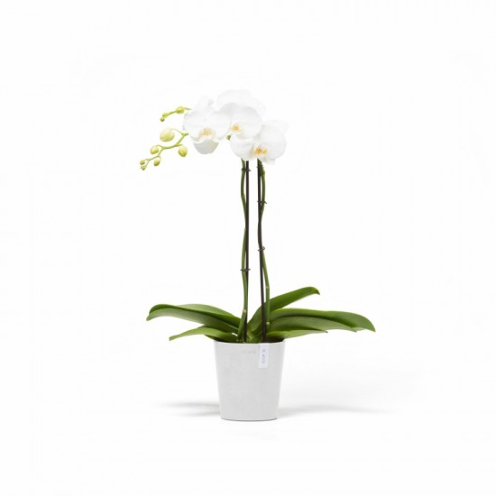 Morinda orchid pot 14 Pure White Small pots