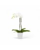 Morinda orchid pot 14 Pure White Small pots