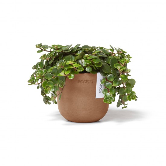 Oslo Mini small pot 11 Terracotta Small pots