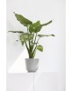 Oslo Mini small pot 19 White Grey Small pots