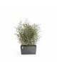 Big planter Paris 60 Grey Rectangular paris 