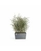 Big planter Paris 60 Blue Grey Rectangular paris 