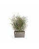 Big planter Paris 60 Taupe Rectangular paris 