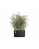 Big planter Paris 80 Dark Grey Rectangular paris 