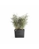 Big planter Paris Wheels 85 Dark Grey Rectangular paris wheels