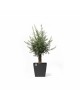 Rotterdam Wheels square pot 50 Dark Grey Rotterdam pot 