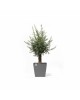 Rotterdam Wheels square pot 50 Grey Rotterdam pot 