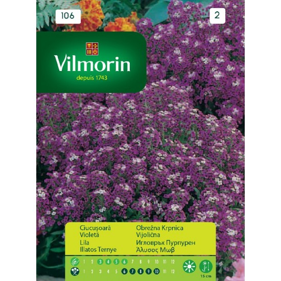 Alyssum purple 106 Flower seeds