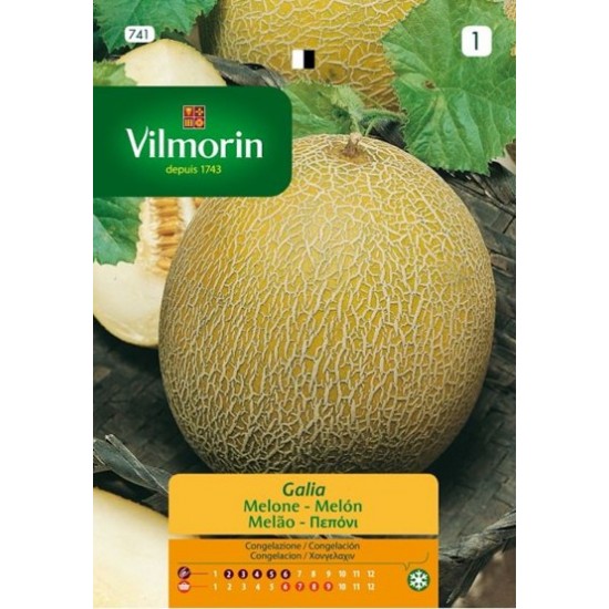 Melon galia 741F Vegetable seeds