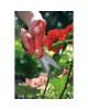 Secateur RA-X  Secateurs