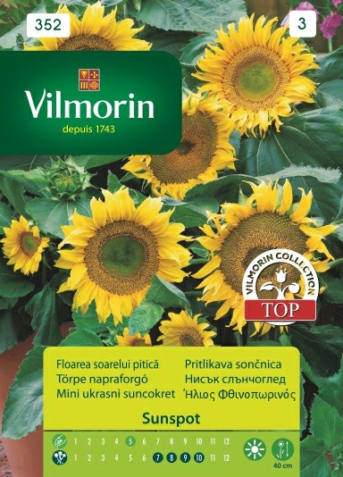 FLOWERS | SUNFLOWER 352 | VILMORIN